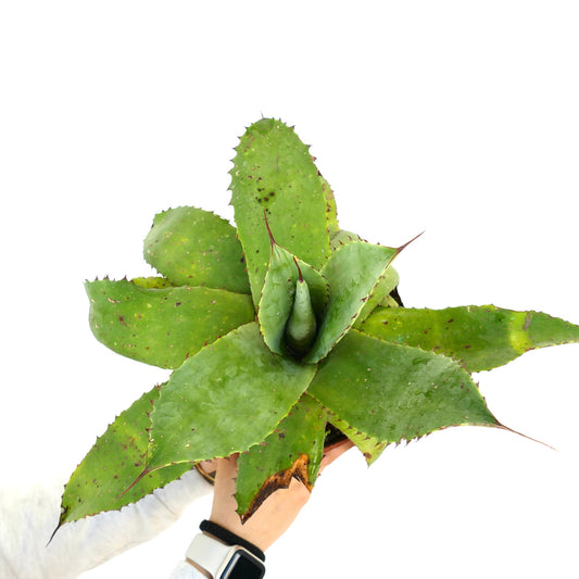 Agave hookeri x celsii succulenta con foglie larghe verdi spinose e punte marroni tenuta in mano