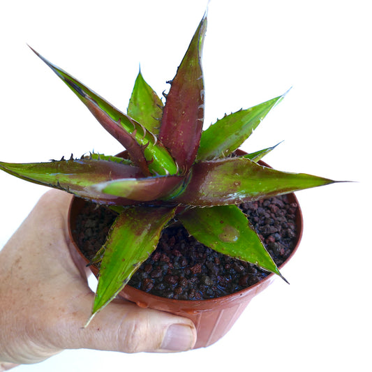 Succulenta Agave horrida con foglie appuntite verdi e rosse in piccolo vaso tenuto a mano