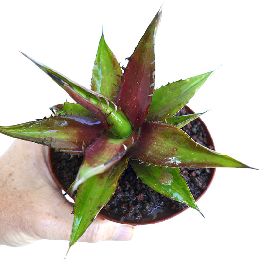 Succulenta Agave horrida con foglie appuntite verdi e rosse e bordi spinati in vaso piccolo