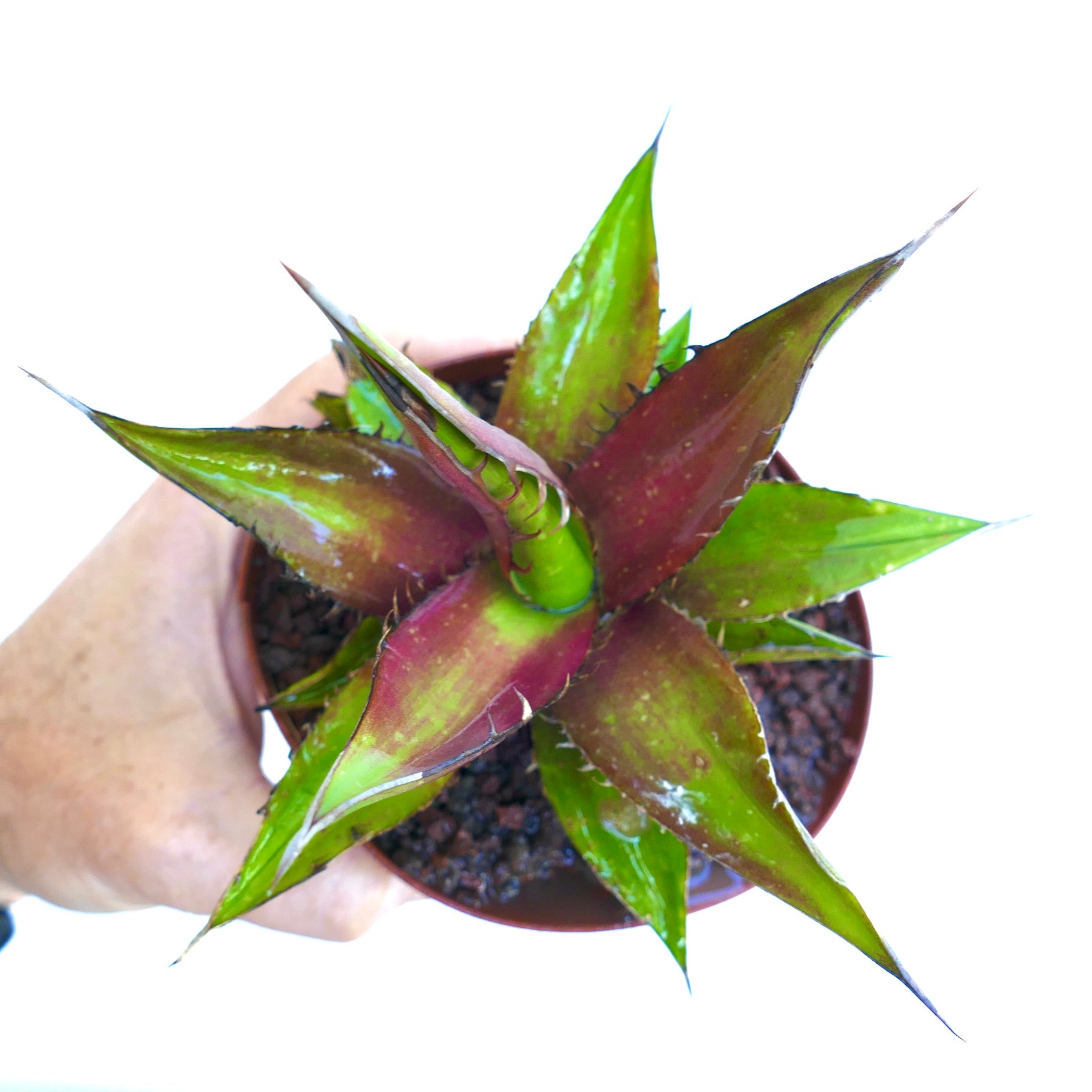 Agave horrida