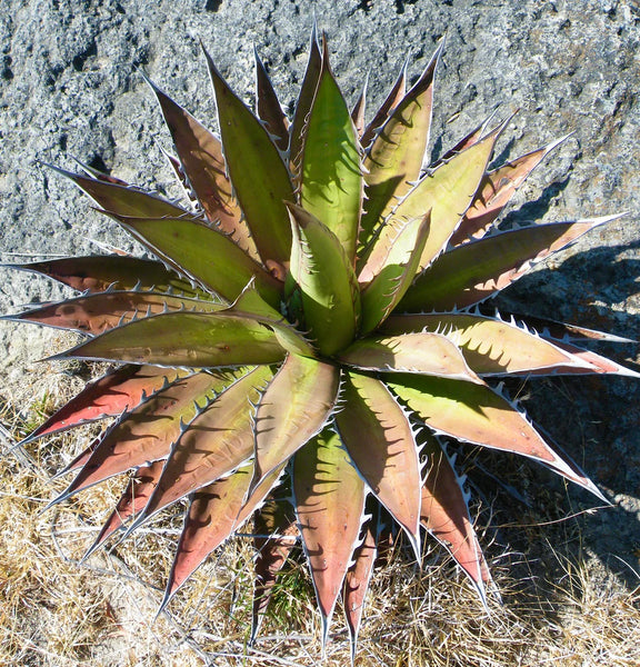 agave kerchovei Agave kerchovei SAMEN
