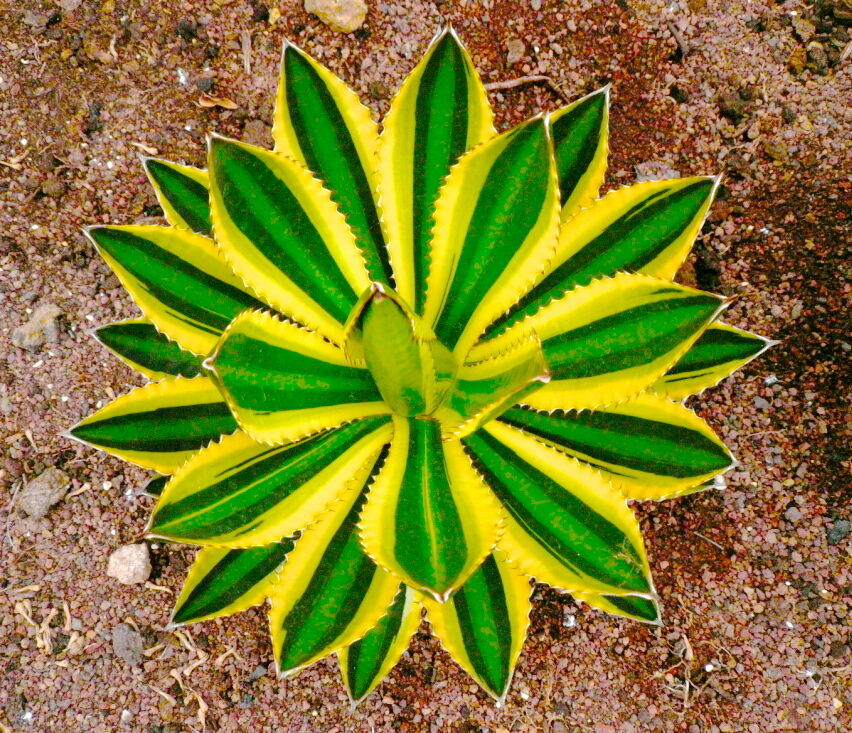 Agave lophantha cv 'quadricolor' succulent with vibrant yellow and green variegated leaves
