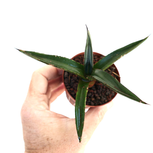 Agave nigra var. nigra succulent with dark green pointed leaves and sharp tips in small pot held by hand