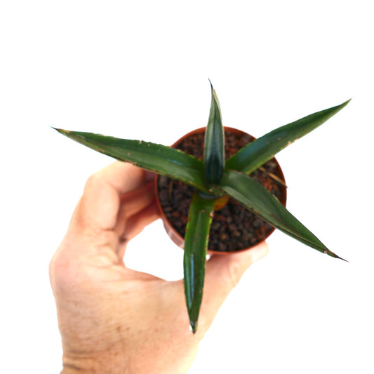 Agave nigra var. nigra succulent with dark green pointed leaves in small pot held by hand
