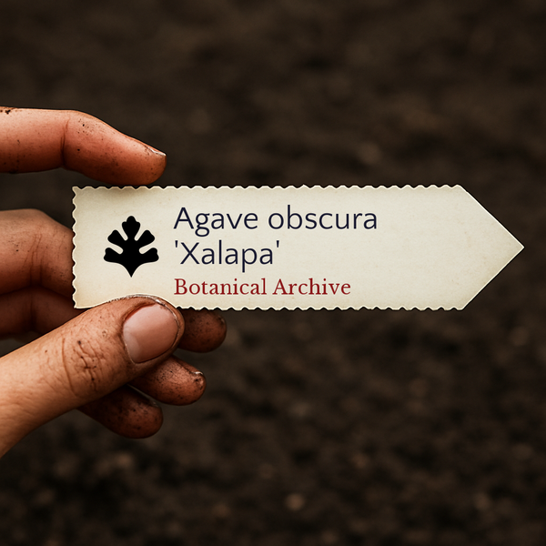 Agave obscura 'xalapa' SEEDS