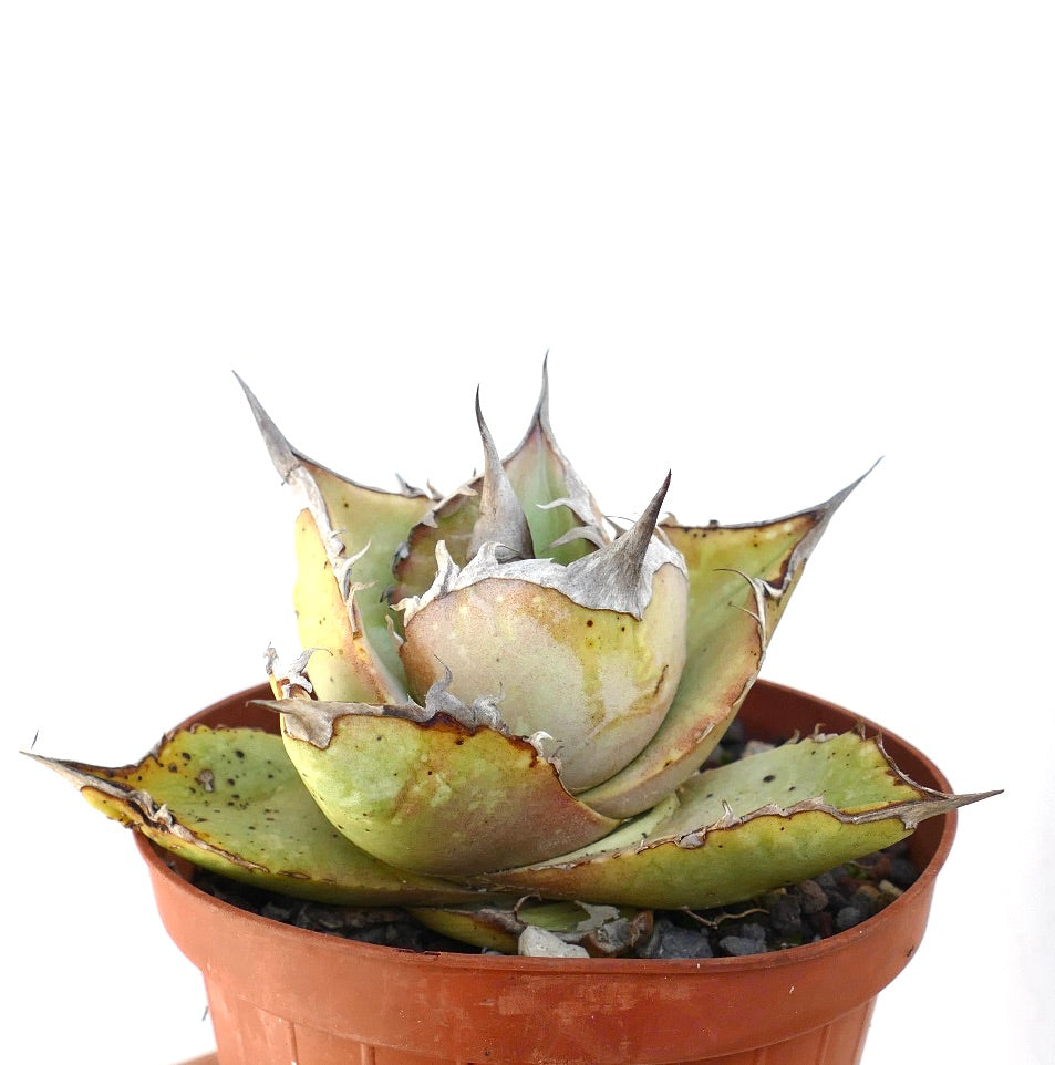 Agave oteroi Sukkulente mit dicken, spitzen Blättern und stacheligen Rändern im Terrakottatopf