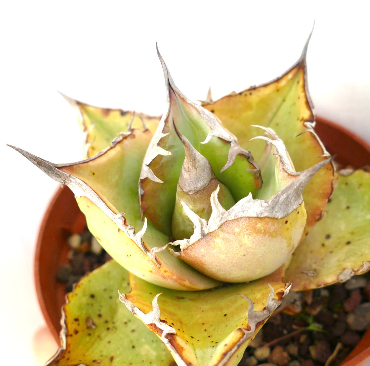 Agave oteroi Sukkulente mit dicken gelb-grünen Blättern und auffälligen Dornen im Topf