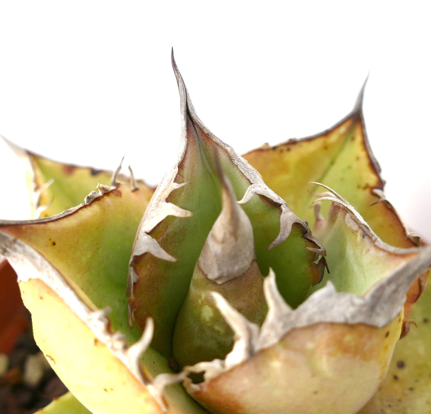 Agave oteroi Sukkulente mit dicken, zugespitzten Blättern und trockenen, stacheligen Kanten, Nahaufnahme