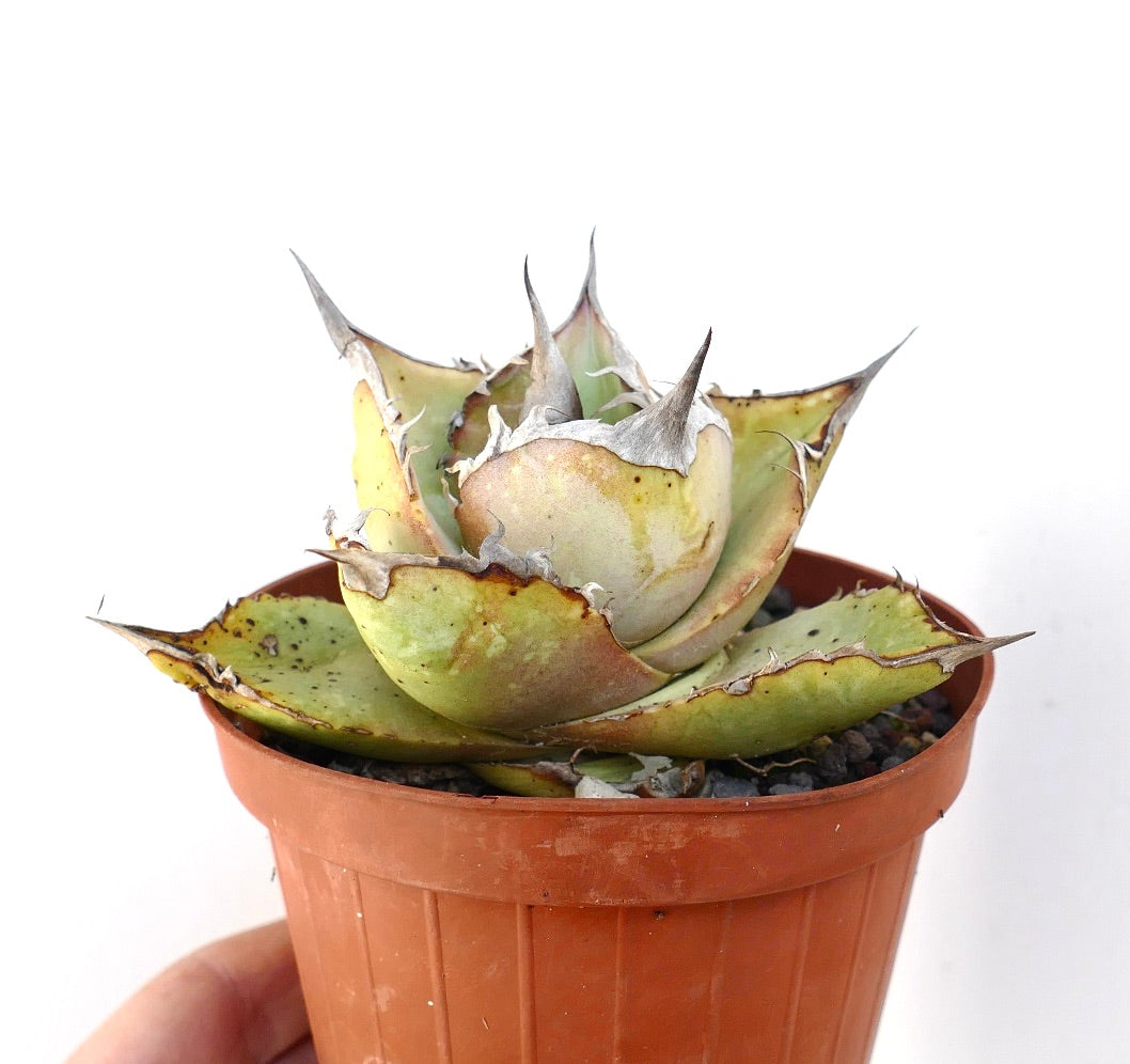 Agave oteroi Sukkulente mit dicken, spitzen Blättern und scharfen Dornen im kleinen Topf