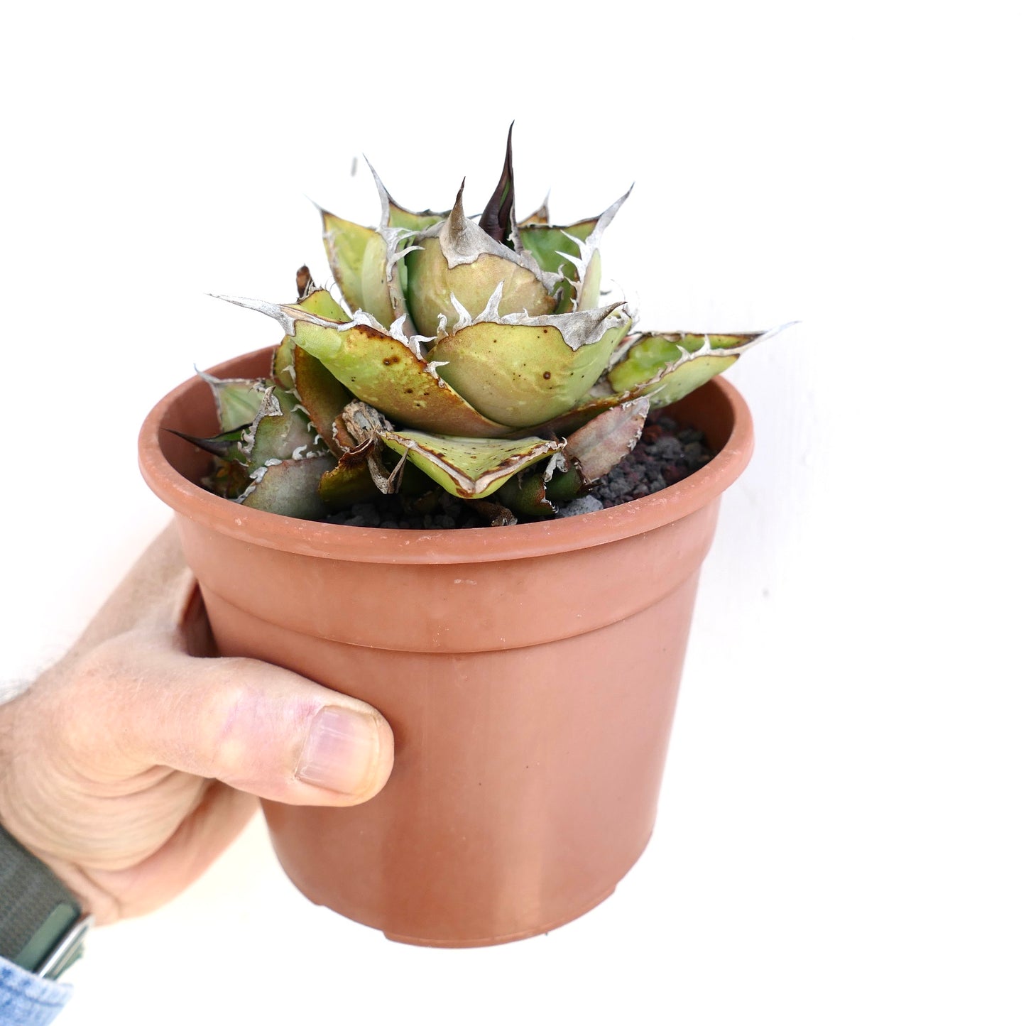 Agave oteroi-Sukkulent mit dicken, stacheligen Blättern in kleinem Terrakottatopf, der von einer Hand gehalten wird