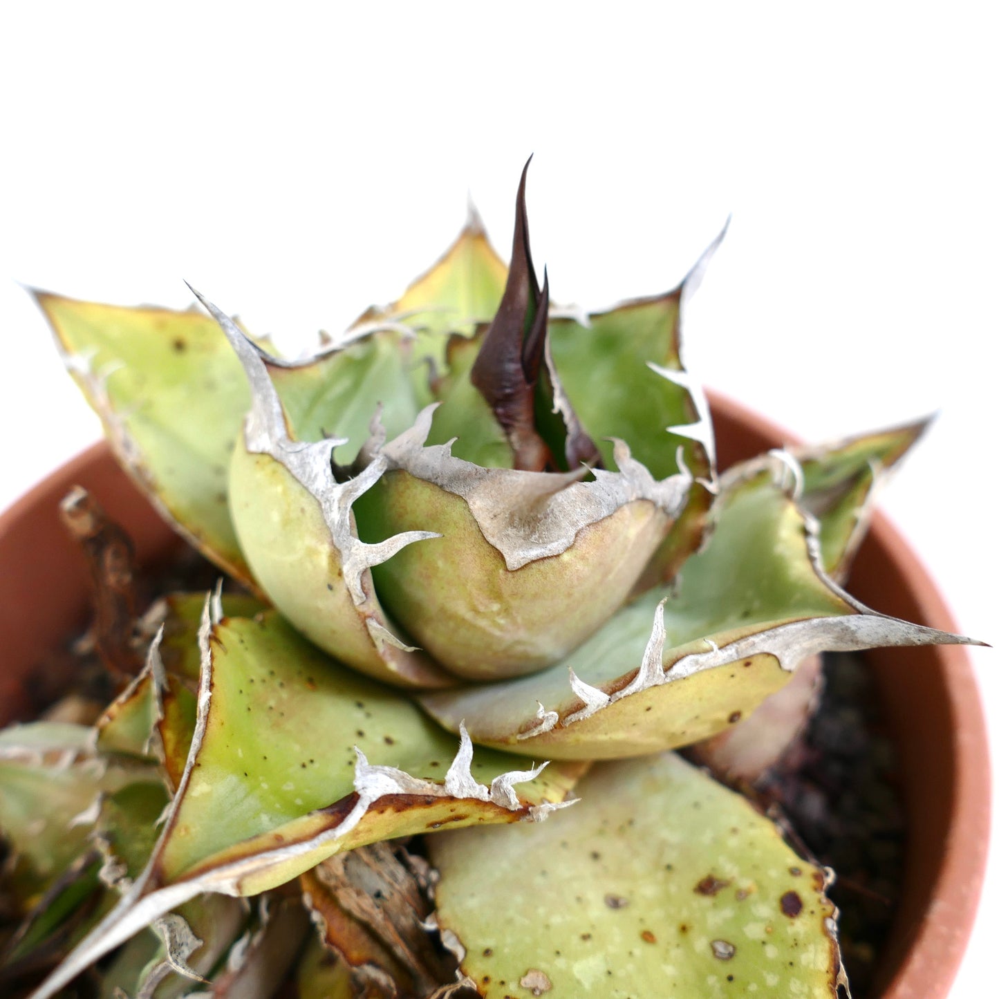 Agave oteroi Sukkulente mit dicken, stacheligen Blättern und trockenen Rändern im Terrakottatopf