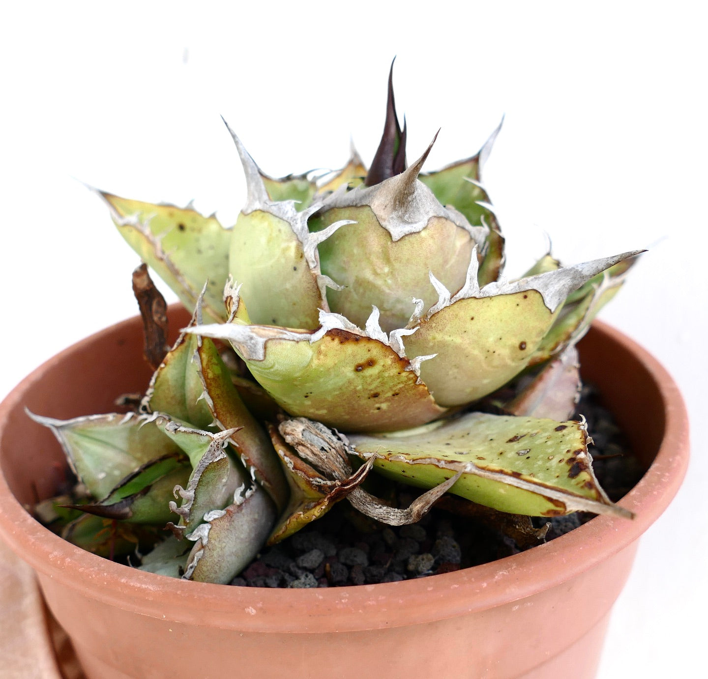 Agave oteroi Sukkulente mit dicken, dornigen Blättern und Ablegern im Terrakottatopf
