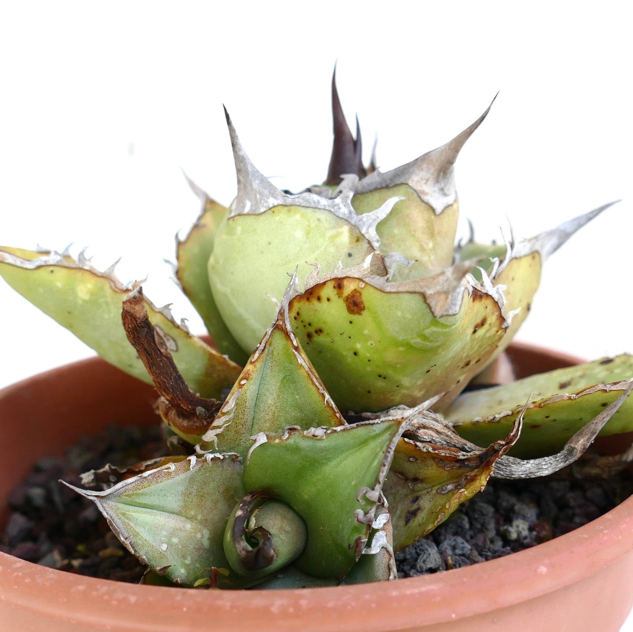 Agave oteroi Sukkulente mit dicken, stacheligen Blättern und Ablegern im Terrakottatopf