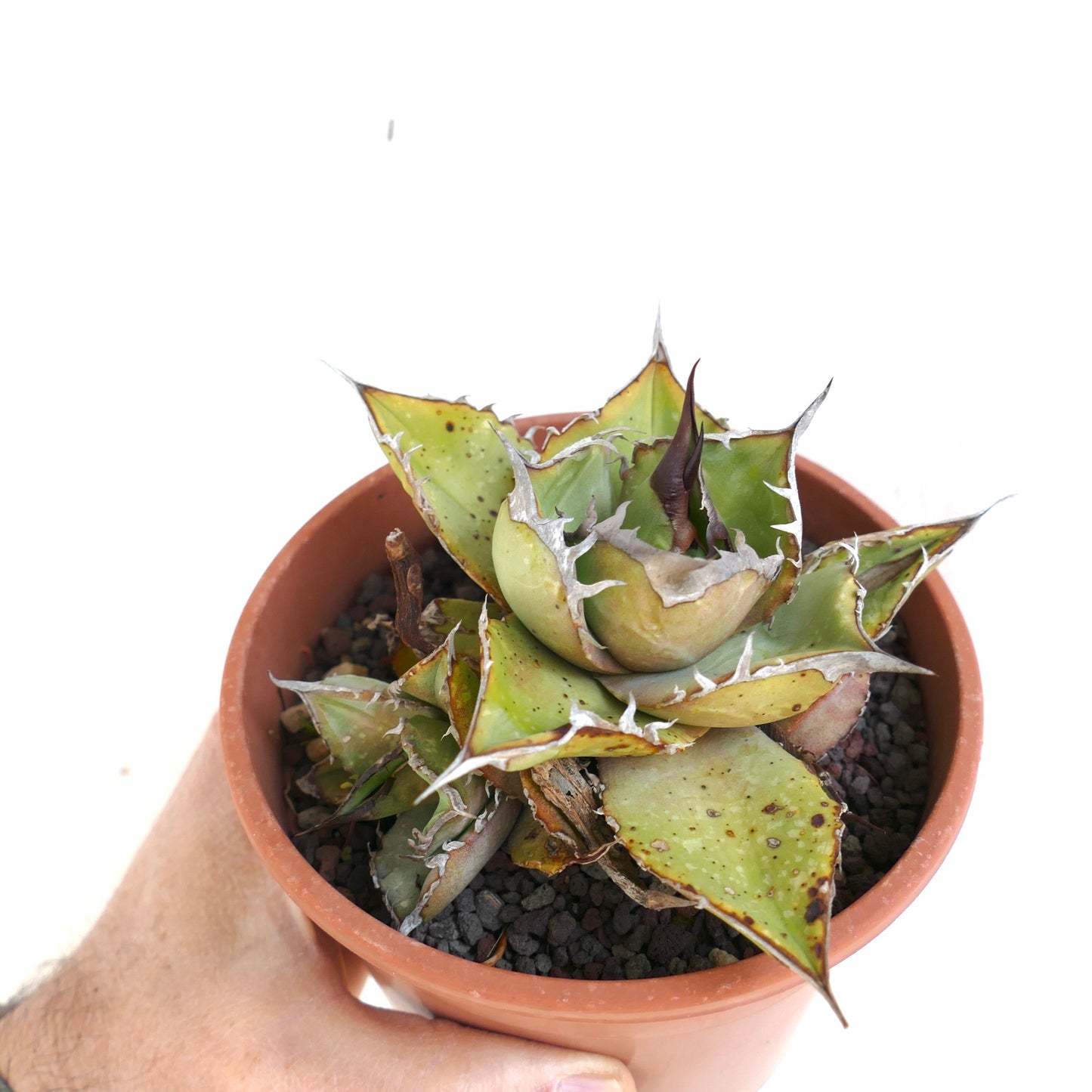 Agave oteroi Sukkulente mit dicken, stacheligen Blättern und Ablegern im Terrakottatopf