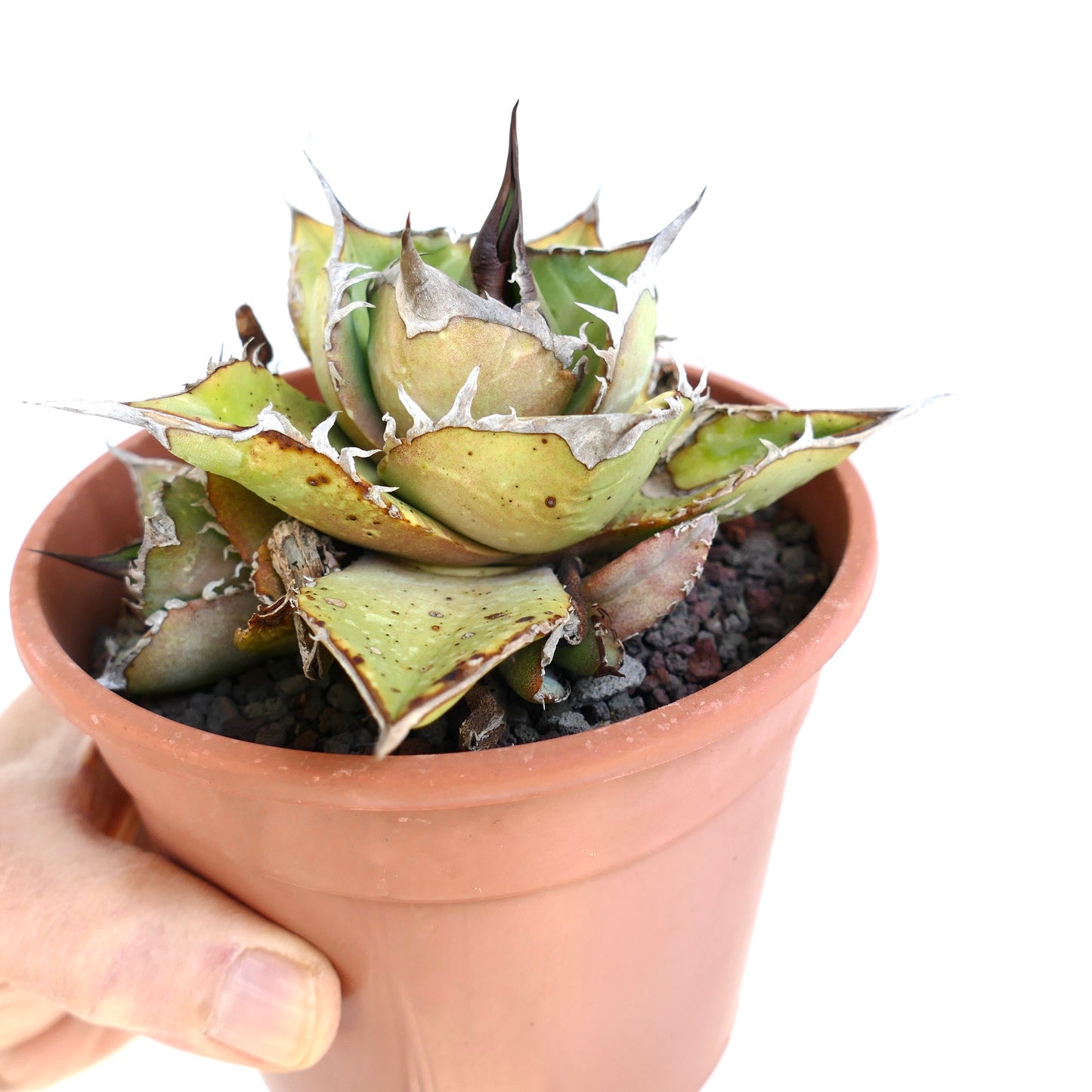 Agave oteroi Sukkulente mit dicken, dornigen Blättern im Terrakottatopf, von Hand gehalten