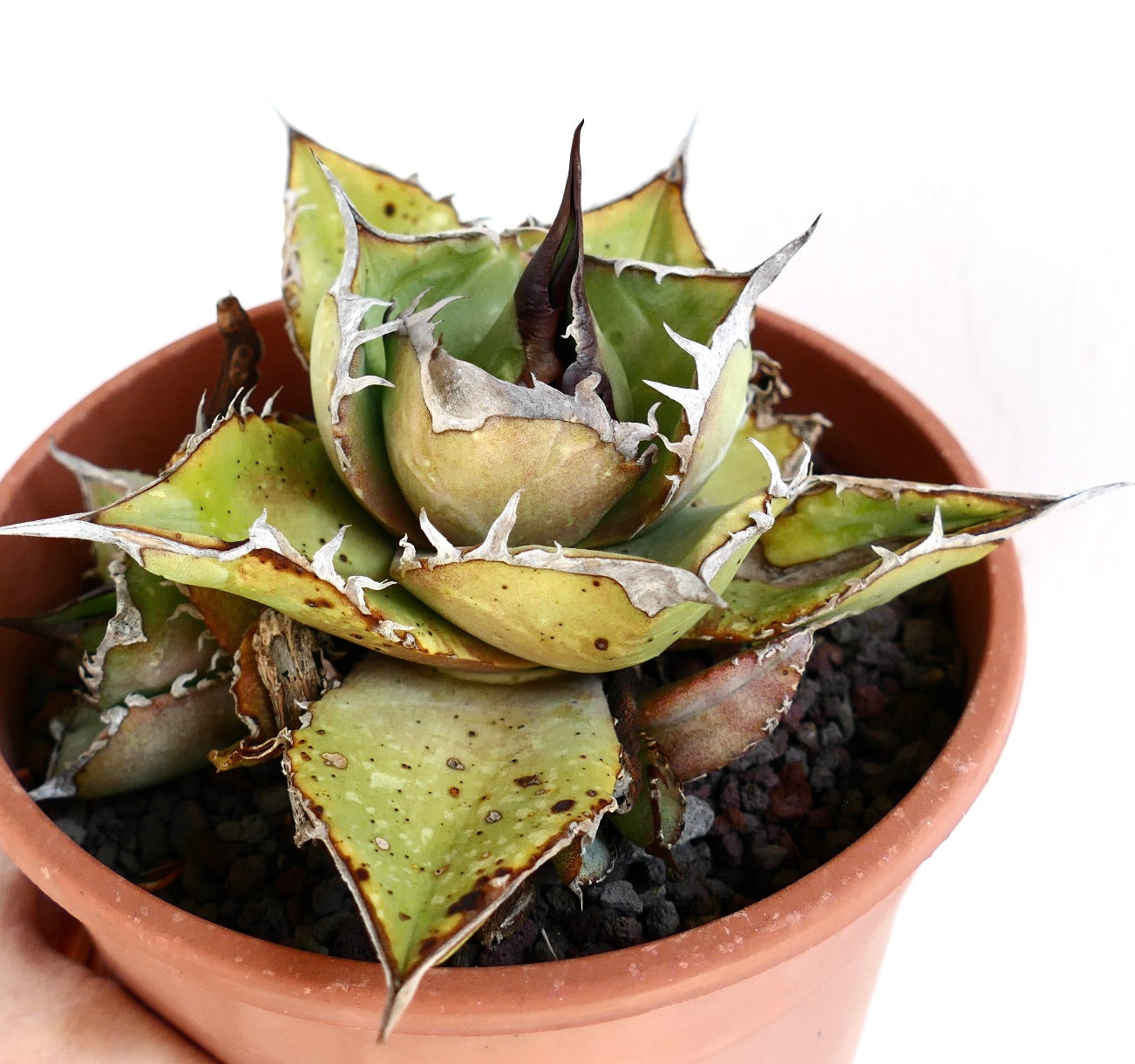 Agave oteroi Sukkulente mit dicken, dornigen Blättern und Ablegern im Terrakottatopf