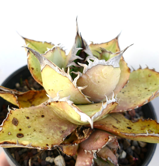 Agave oteroi WILD WITH OFFSETS