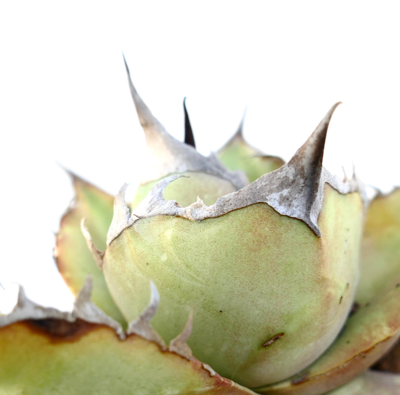 Agave oteroi sukkulent med tykke grønne blader og fremtredende grå torner på kantene