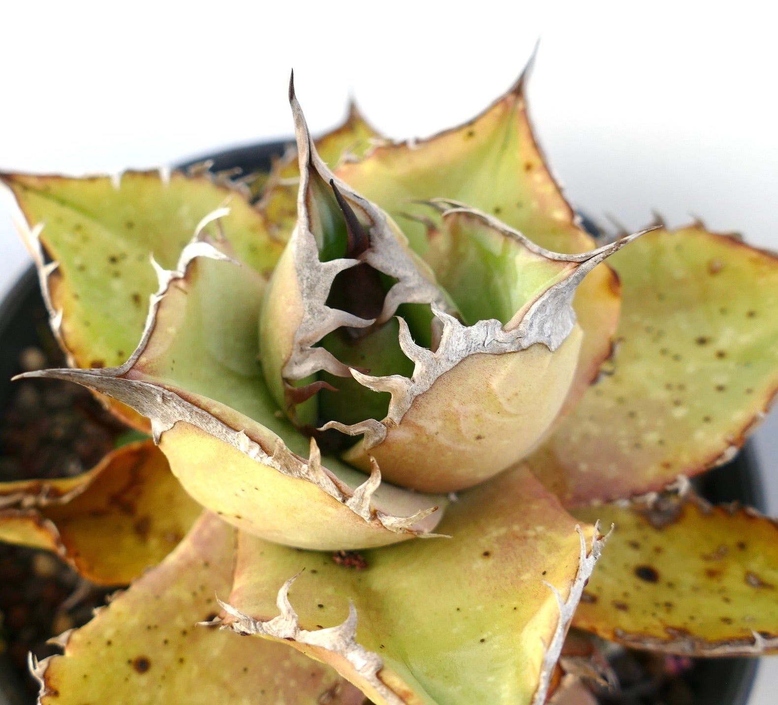 Agave oteroi sukkulent med tykke, tornete blader og sideskudd i svart potte