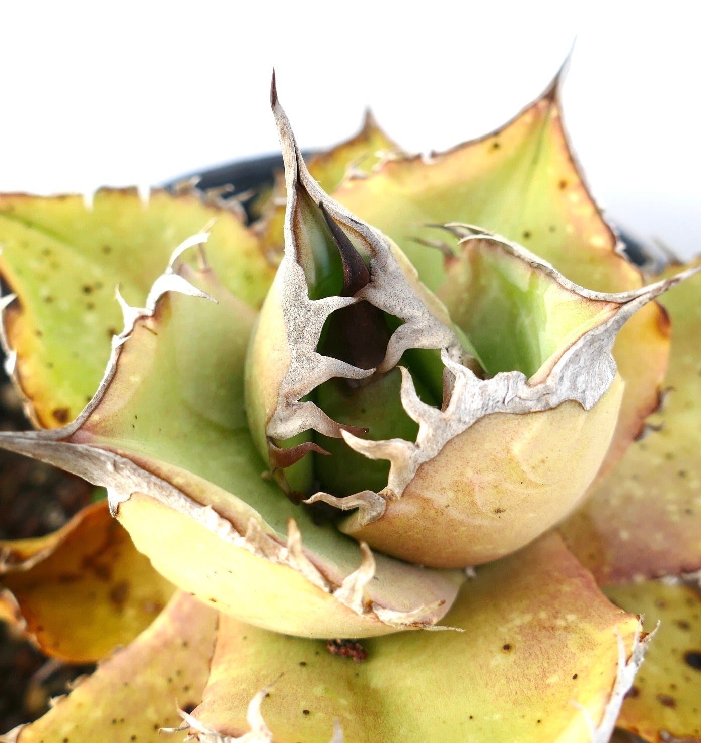 Agave oteroi sukkulent med tykke gulgrønne blader og karakteristiske tørkede kanter