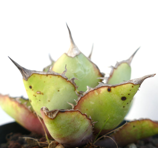 Agave oterpo WILD GROW SELECTED