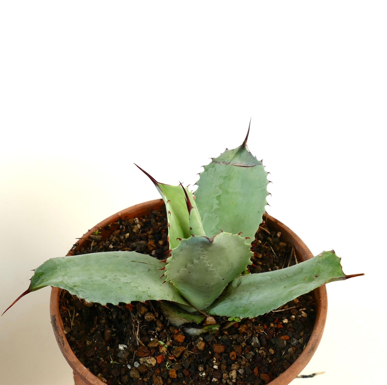 Agave ovatifolia X marmorata succulent with broad blue-green leaves and sharp reddish spines in pot