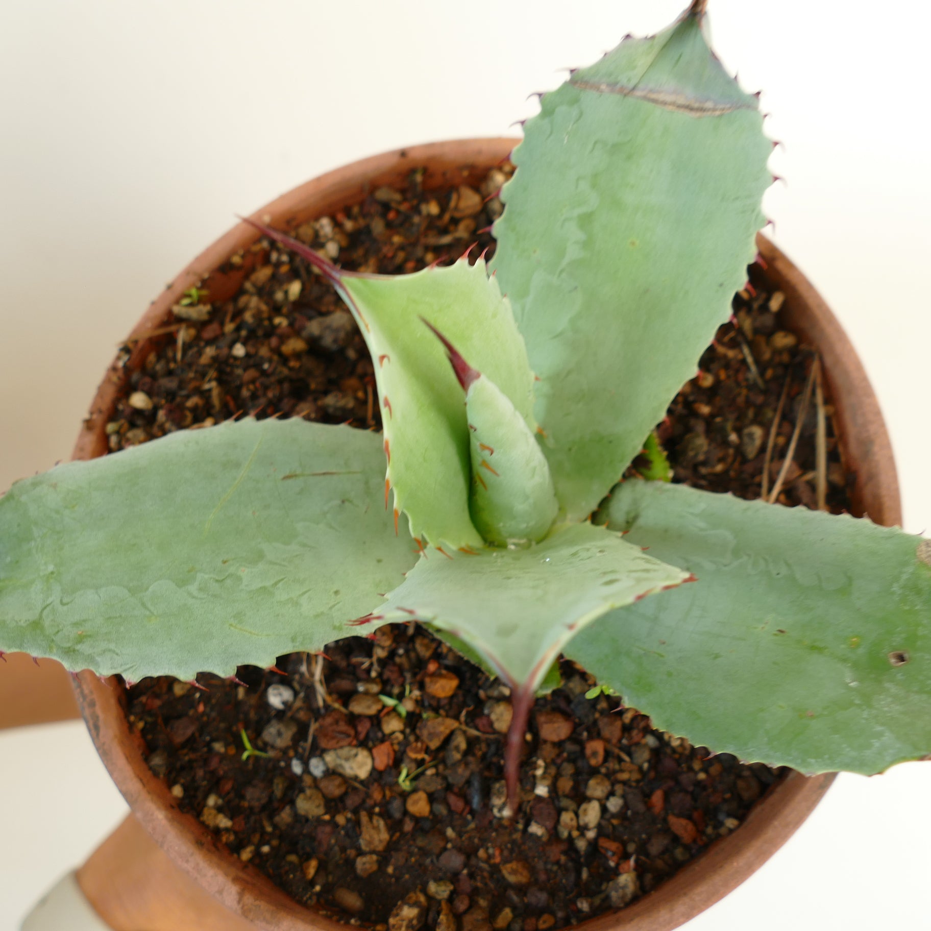 Agave ovatifolia X marmorata succulent with broad blue-green leaves and reddish spines in pot