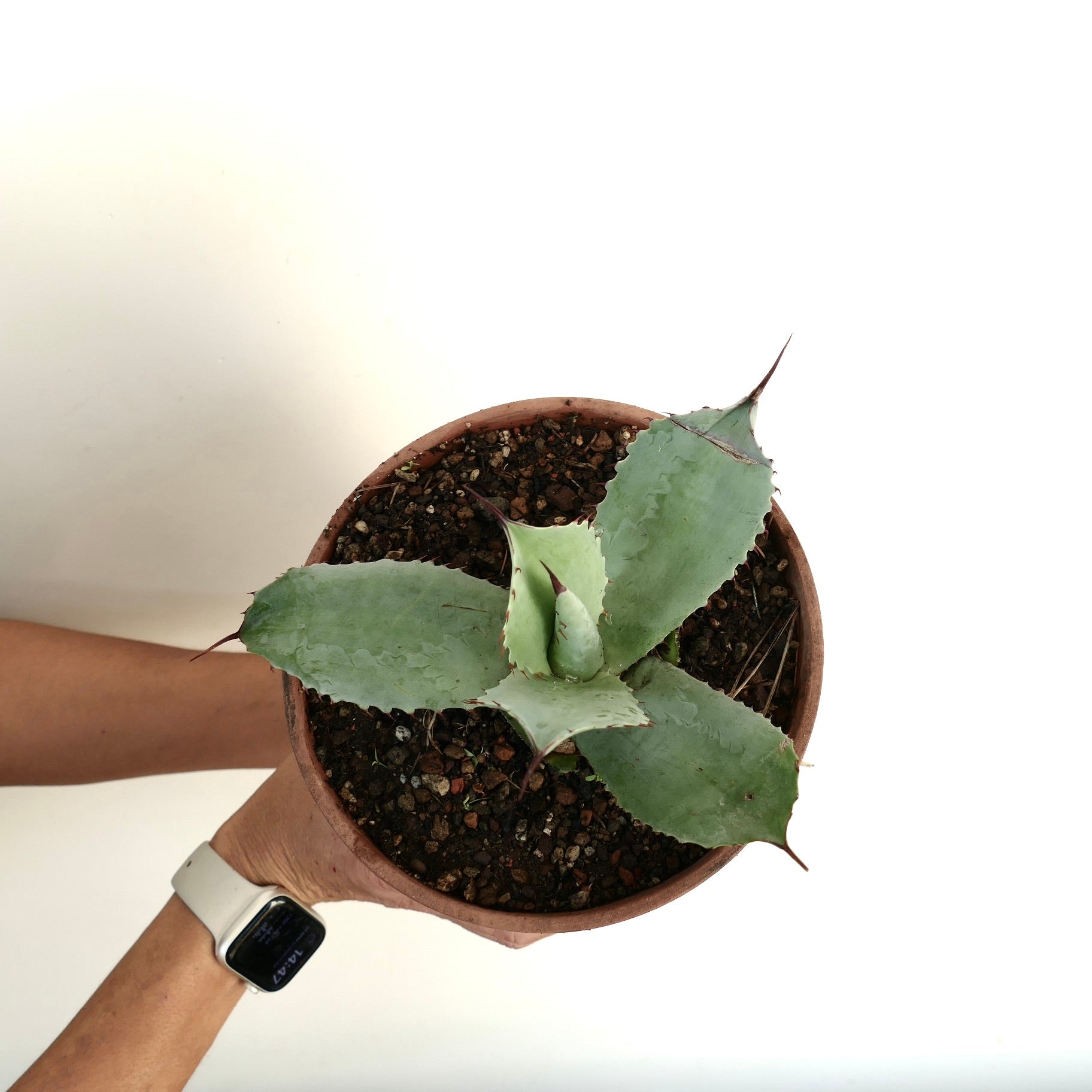 Agave ovatifolia X marmorata succulent with broad blue-green leaves and sharp spines in pot