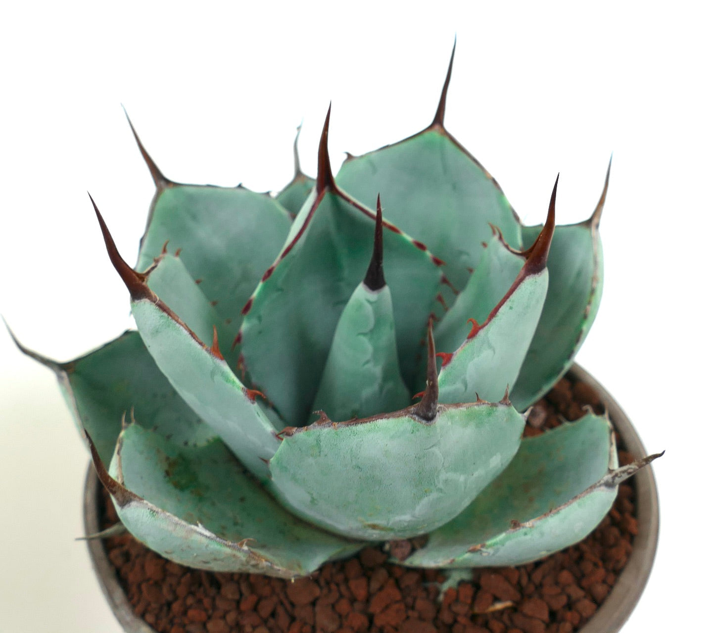 Agave parryi cv 'BLUE Huntington' compact blue-green succulent with sharp spines in pot