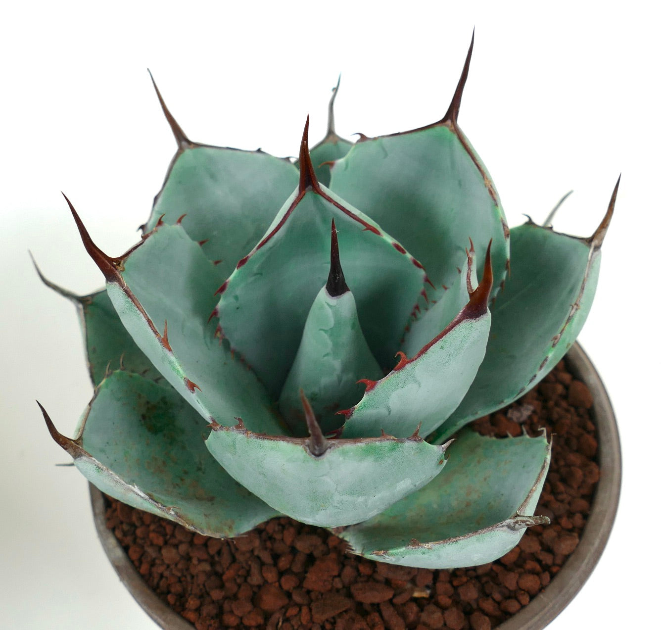Agave parryi cv 'BLUE Huntington' compact succulent with blue-green leaves and sharp brown spines in pot