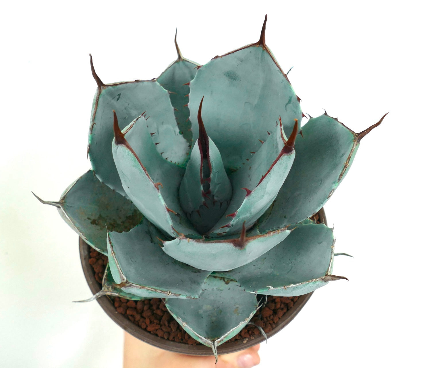 Agave parryi cv 'BLUE Huntington' succulent with blue-gray leaves and sharp brown spines in pot
