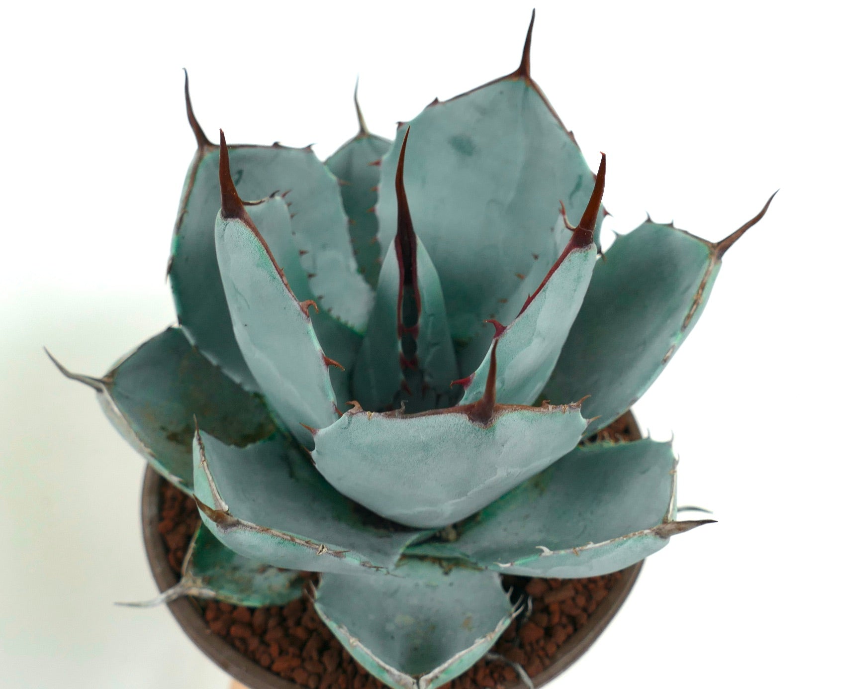 Agave parryi cv 'BLUE Huntington' succulent with blue-gray thick leaves and sharp brown spines