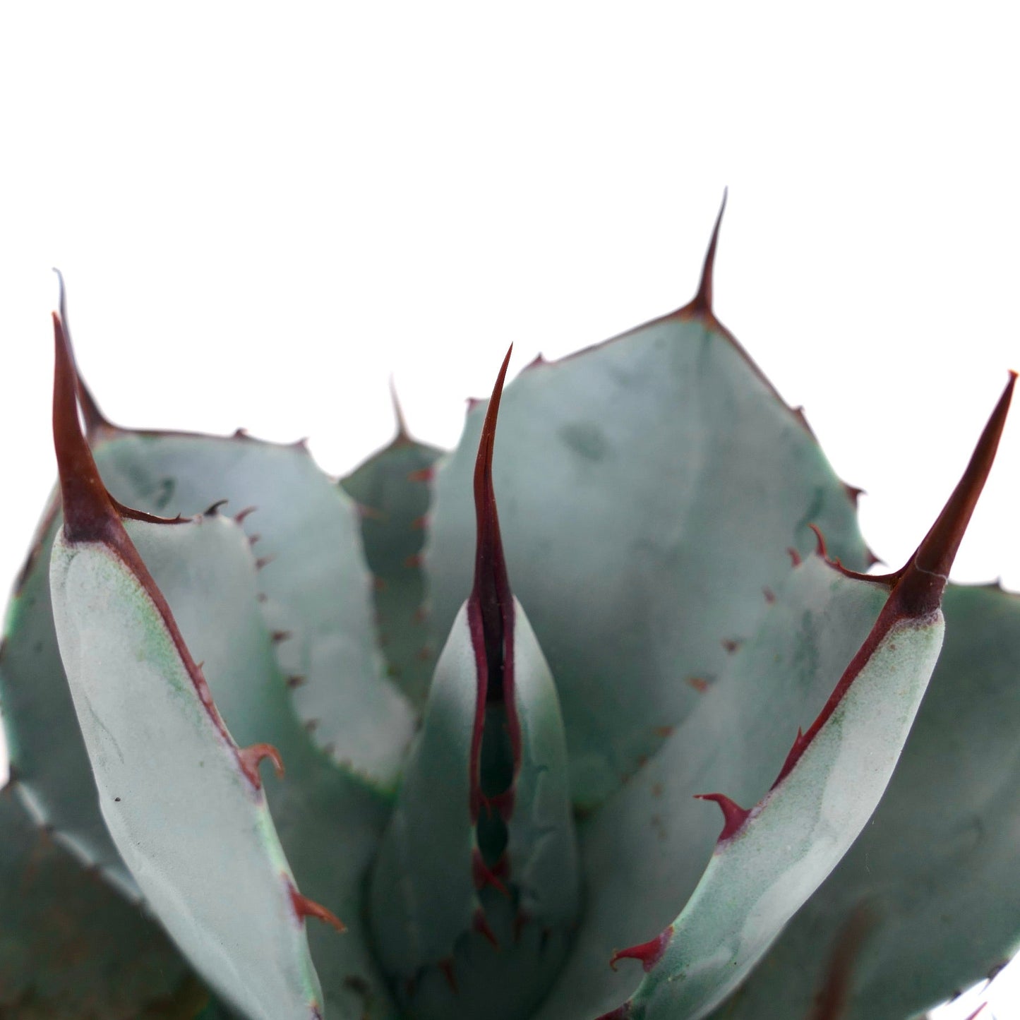 Agave parryi cv 'BLUE Huntington' succulent with blue-gray leaves and sharp reddish spines