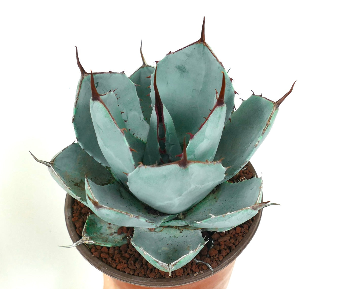 Agave parryi cv 'BLUE Huntington' succulent with blue-gray leaves and prominent brown spines in pot