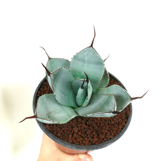 أغاف باريي متغير 'بلو هنتنغتون' عصاري بأوراق زرقاء خضراء وأشواك داكنة بارزة في إناء