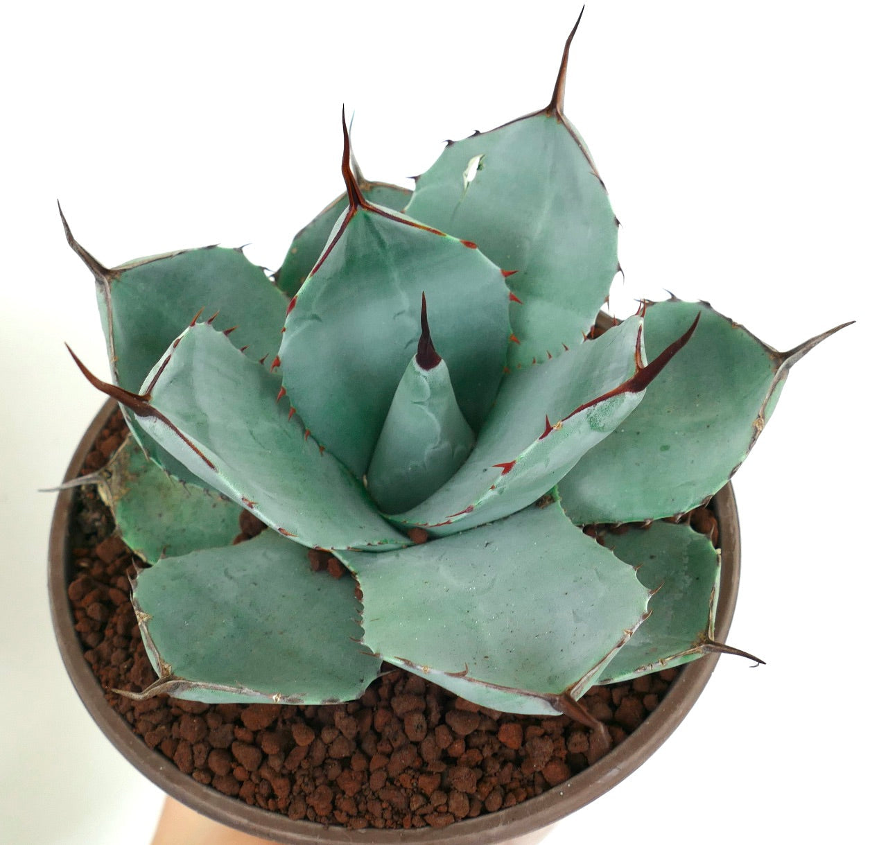 Agave parryi cv 'BLUE Huntington' succulent with blue-green leaves and sharp brown spines in pot