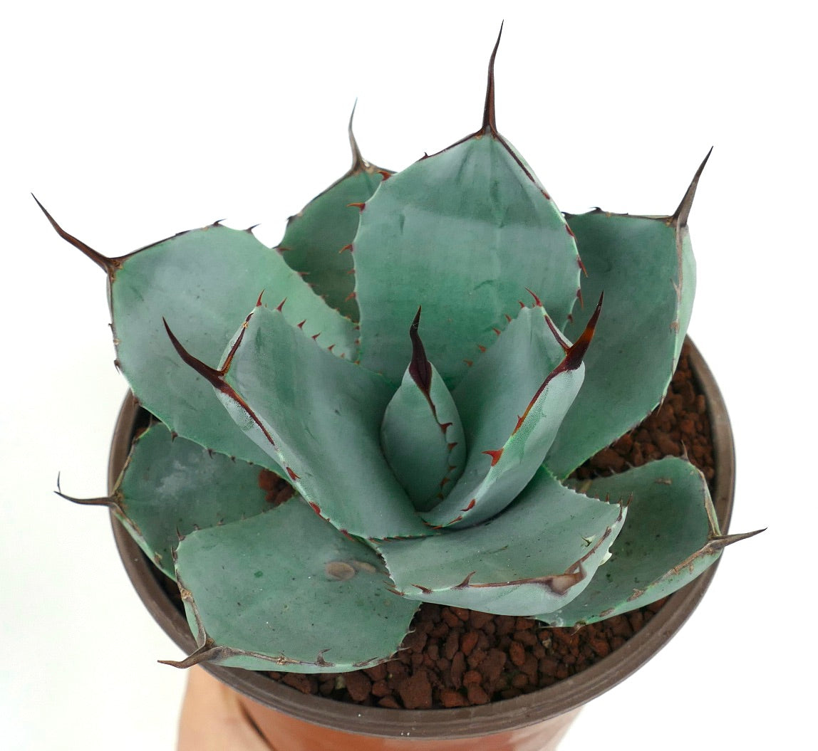 Agave parryi cv 'BLUE Huntington' succulent with blue-green leaves and prominent brown spines in pot