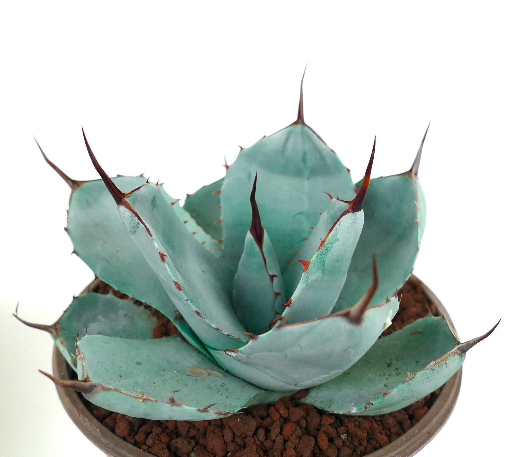 Agave parryi cv 'BLUE Huntington' succulent with blue-green leaves and sharp brown spines in pot