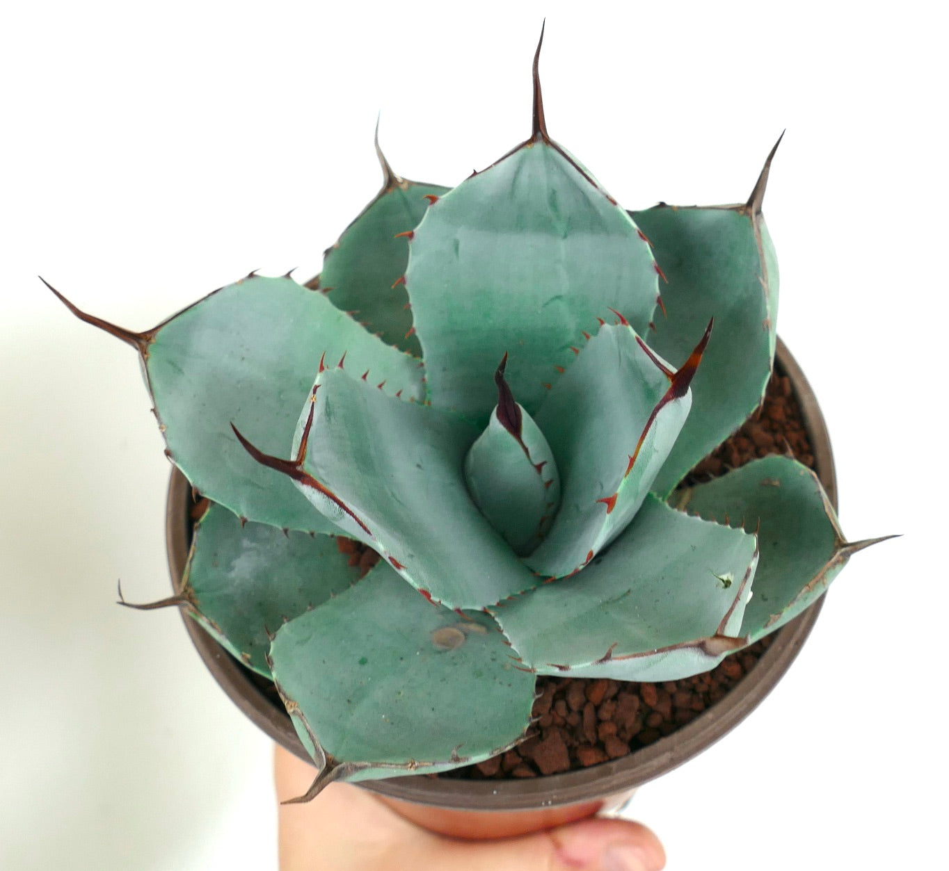 Agave parryi cv 'BLUE Huntington' succulent with blue-green leaves and prominent brown spines in pot