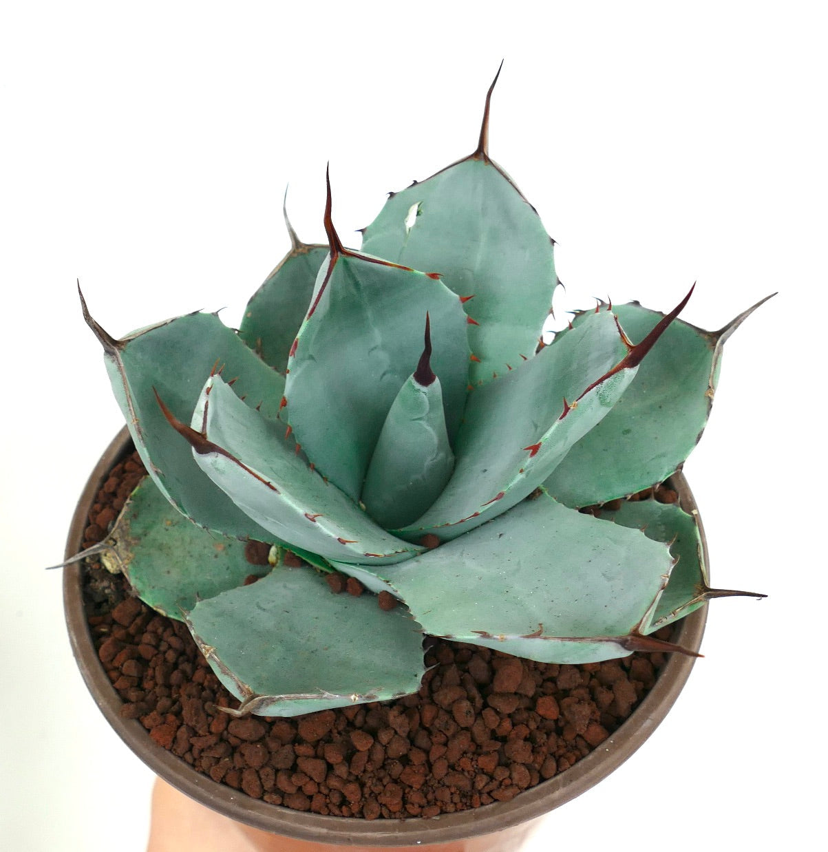 Agave parryi cv 'BLUE Huntington' succulent with blue-green leaves and prominent brown spines in pot