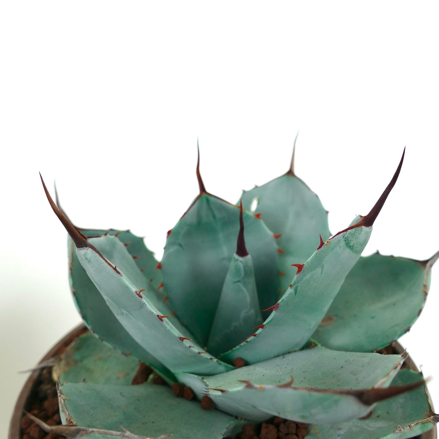 Agave parryi cv 'BLUE Huntington' succulent with blue-green leaves and sharp reddish-brown spines
