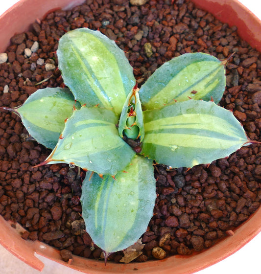 Agave parryi ssp. huachucensis ‚Excelsior‘ variegierte Sukkulente mit stacheligen blau-grünen Blättern im Terrakottatopf