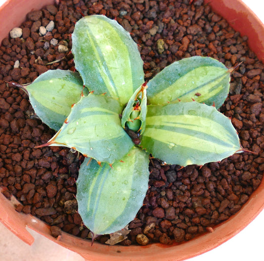 Agave parryi ssp. huachucensis ‘Excelsior’ variegierte Sukkulente mit stacheligen Blatträndern im Terrakottatopf