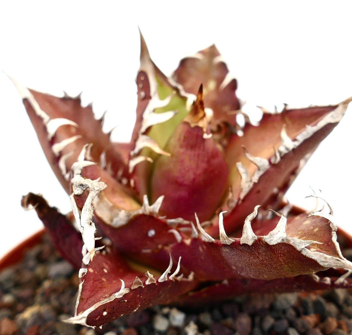 อากาเว ไททาโนตา พืชอวบน้ำใบหนามสีแดงขอบขาวในกระถาง