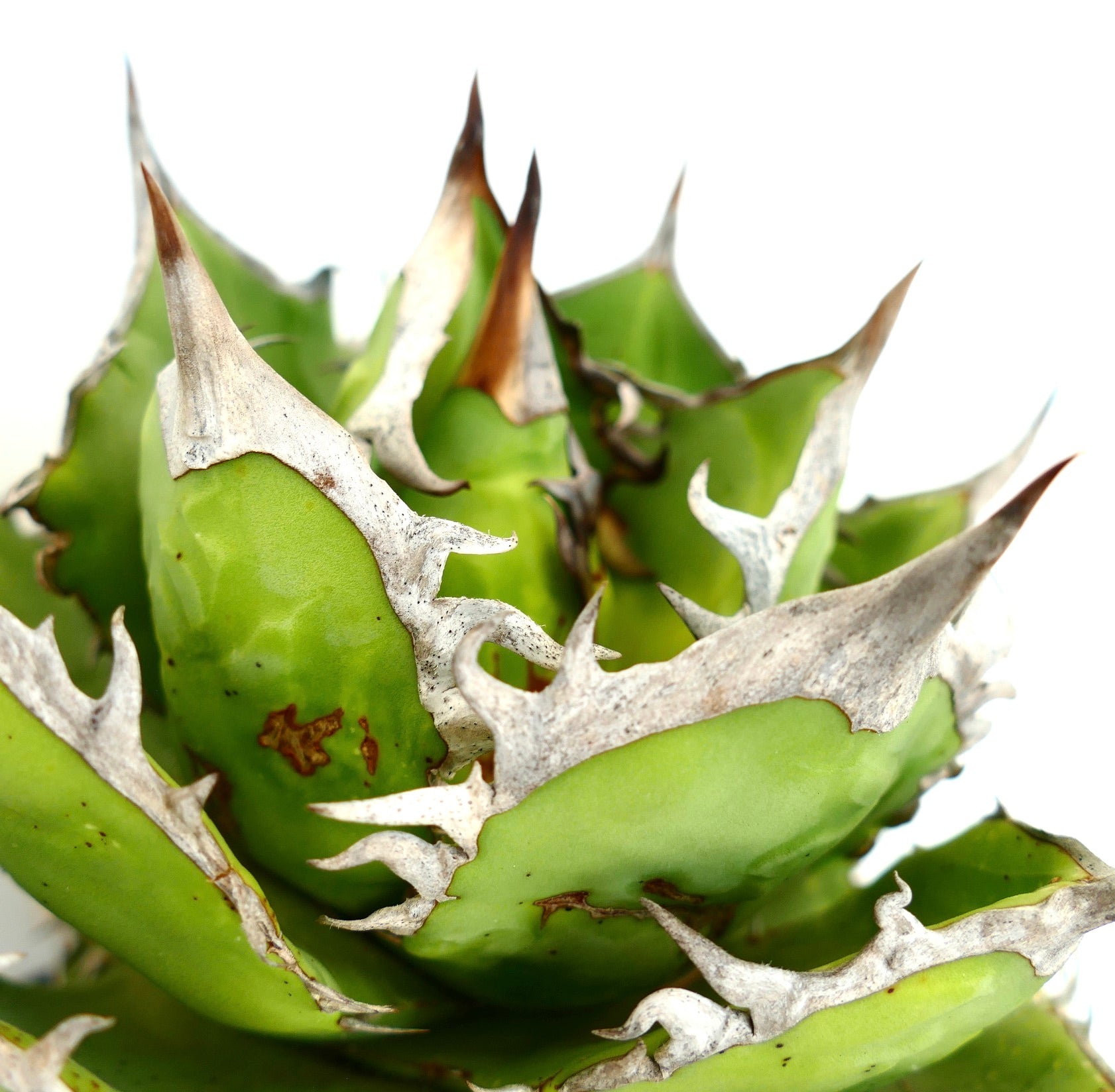Agave titanota SELECTED WILD | Unique Succulent for Your Garden