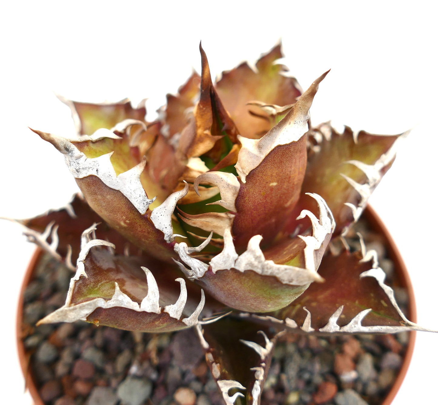 Agave titanota RED CLONE