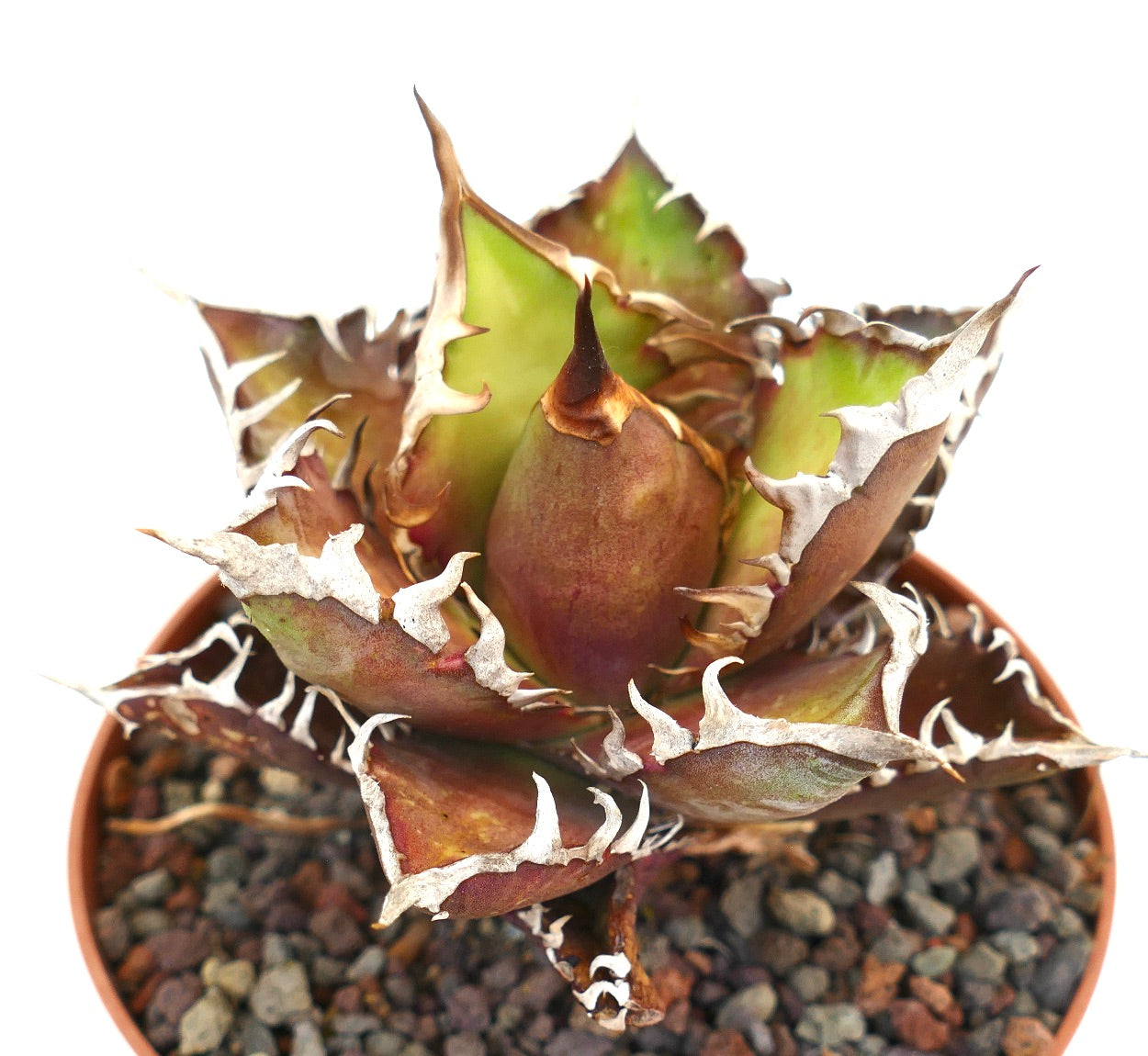Agave titanota RED CLONE