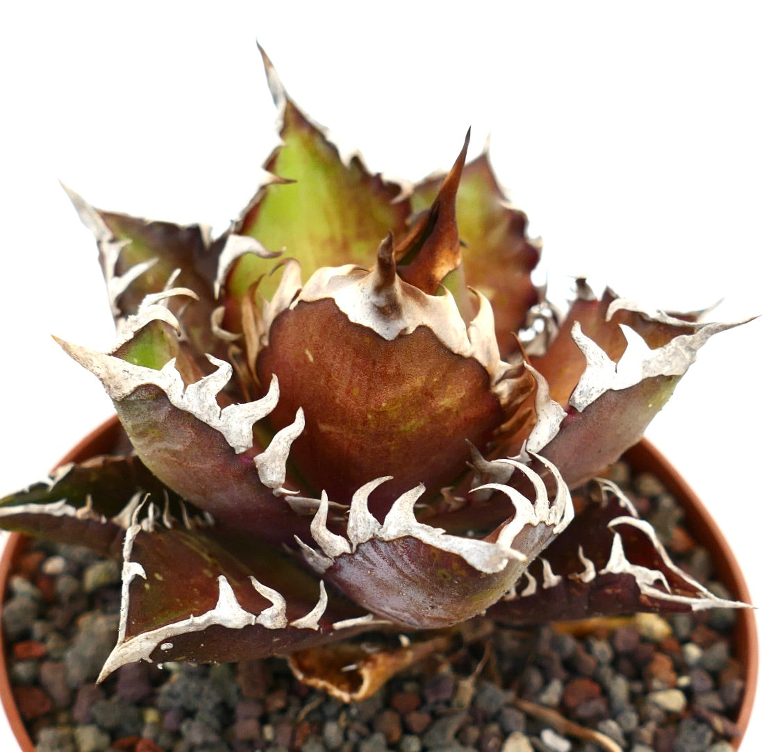 Agave titanota RED CLONE
