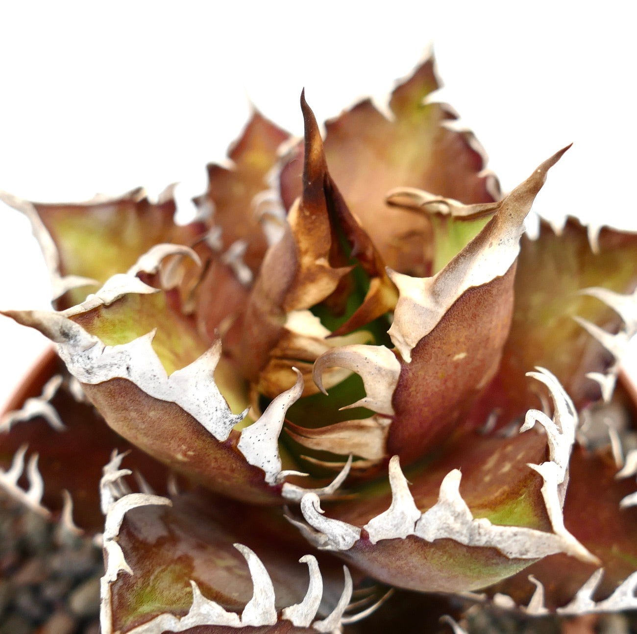 Agave titanota RED CLONE
