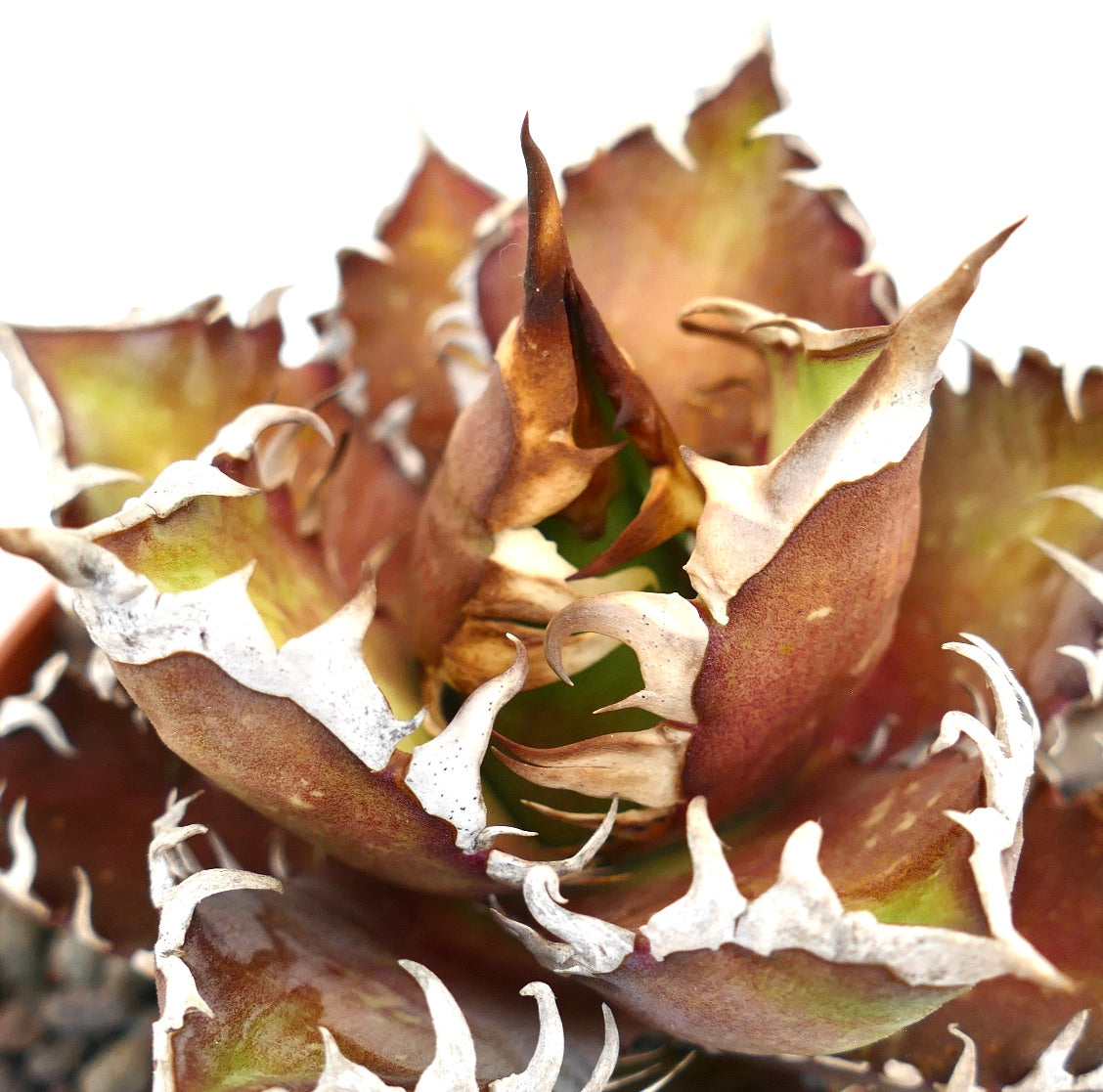 Agave titanota RED CLONE
